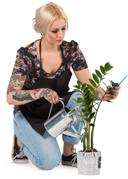 Florist watering plant image