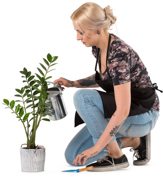 Florist watering plant image